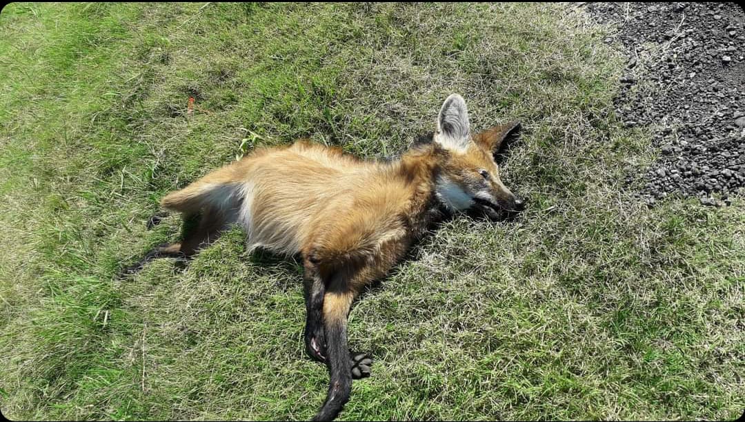 Un aguará guazú fue hallado muerto a la vera de la Autopista 